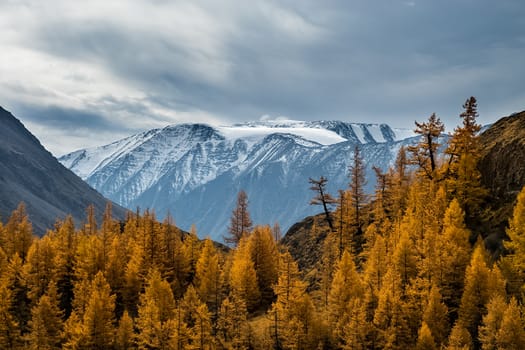 Coniferous trees in the Altai Mountains. Landscape of forests and mountains.