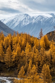 Coniferous trees in the Altai Mountains. Landscape of forests and mountains.