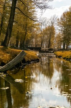 Golden autumn in the forests of the Altai. Yellow trees in autumn near the reservoir.