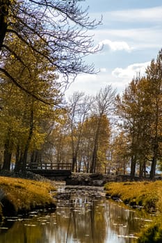 Golden autumn in the forests of the Altai. Yellow trees in autumn near the reservoir.