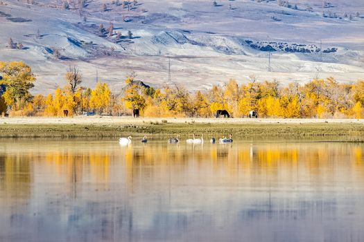 Golden autumn in the forests of the Altai. Yellow trees in autumn near the reservoir.