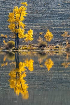 Golden autumn in the forests of the Altai. Yellow trees in autumn near the reservoir.