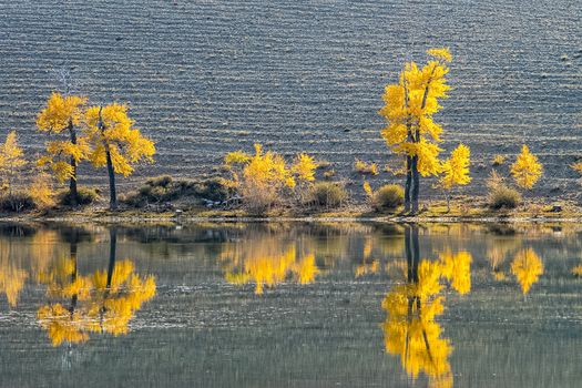 Golden autumn in the forests of the Altai. Yellow trees in autumn near the reservoir.