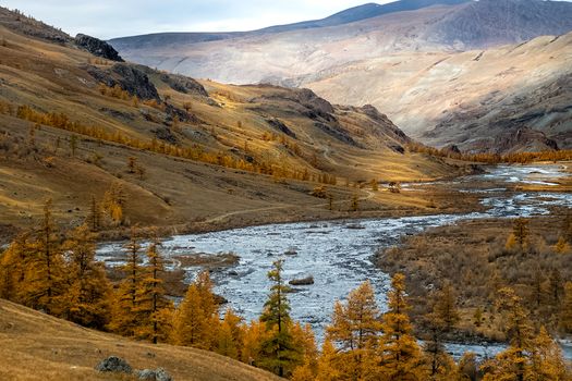 The mountain river flows over the rocks. The rivers are altai. Nature is altai.