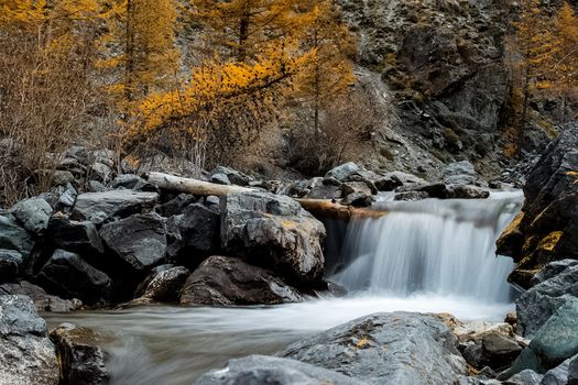 The mountain river flows over the rocks. The rivers are altai. Nature is altai.