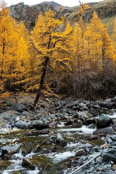 The mountain river flows over the rocks. The rivers are altai. Nature is altai.