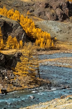 The mountain river flows over the rocks. The rivers are altai. Nature is altai.