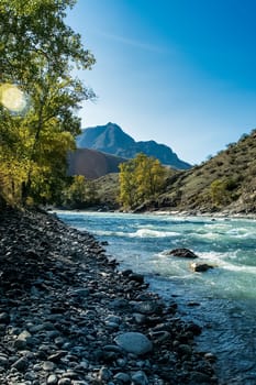 The mountain river flows over the rocks. The rivers are altai. Nature is altai.