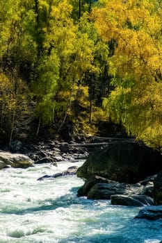 The mountain river flows over the rocks. The rivers are altai. Nature is altai.