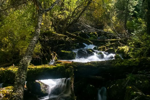 The mountain river flows over the rocks. The rivers are altai. Nature is altai.