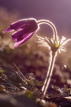 Plants in a meadow in Altai. Altai herbs and flowers.