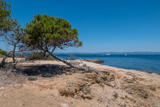 Discovery of the island of Porquerolles in summer. Deserted beaches and pine trees in this landscape of the French Riviera, Var.