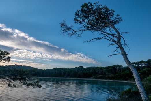 Discovery of the island of Porquerolles in summer. Deserted beaches and pine trees in this landscape of the French Riviera, Var.