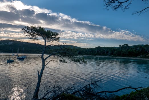 Discovery of the island of Porquerolles in summer. Deserted beaches and pine trees in this landscape of the French Riviera, Var.