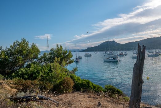 Discovery of the island of Porquerolles in summer. Deserted beaches and pine trees in this landscape of the French Riviera, Var.