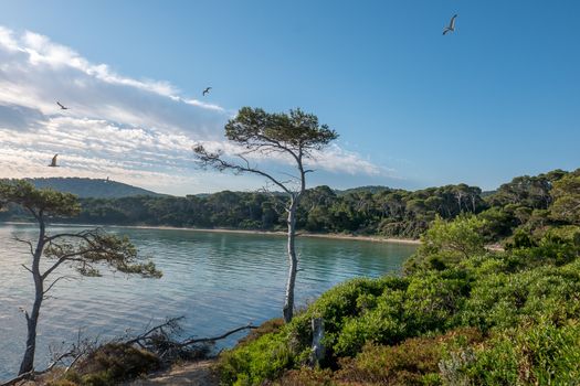 Discovery of the island of Porquerolles in summer. Deserted beaches and pine trees in this landscape of the French Riviera, Var.