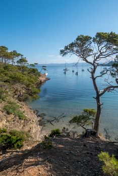 Discovery of the island of Porquerolles in summer. Deserted beaches and pine trees in this landscape of the French Riviera, Var.