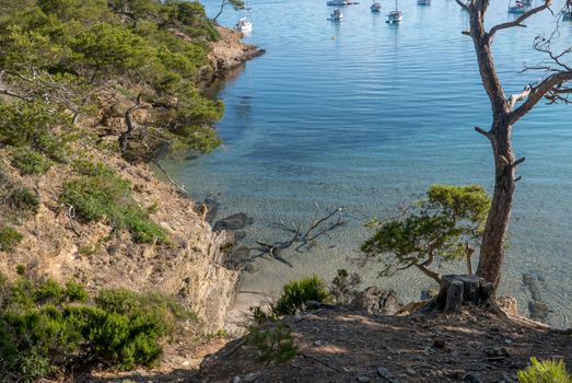 Discovery of the island of Porquerolles in summer. Deserted beaches and pine trees in this landscape of the French Riviera, Var.