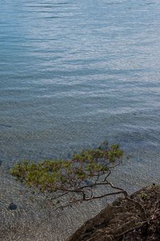 Discovery of the island of Porquerolles in summer. Deserted beaches and pine trees in this landscape of the French Riviera, Var.