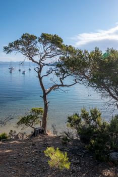 Discovery of the island of Porquerolles in summer. Deserted beaches and pine trees in this landscape of the French Riviera, Var.
