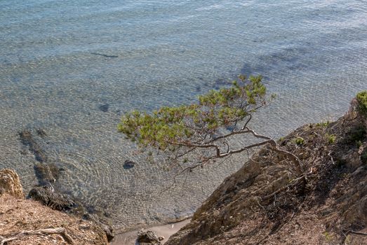 Discovery of the island of Porquerolles in summer. Deserted beaches and pine trees in this landscape of the French Riviera, Var.