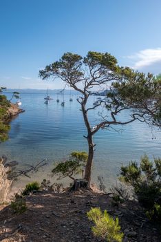 Discovery of the island of Porquerolles in summer. Deserted beaches and pine trees in this landscape of the French Riviera, Var.