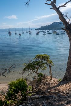 Discovery of the island of Porquerolles in summer. Deserted beaches and pine trees in this landscape of the French Riviera, Var.