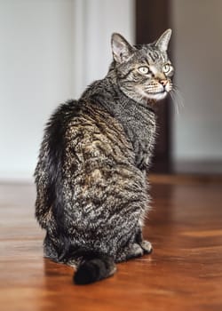 Gray brown tabby cat sitting on wooden floor, looking curiously.