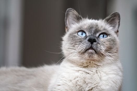 Older gray cat with piercing blue eyes, closeup detail.