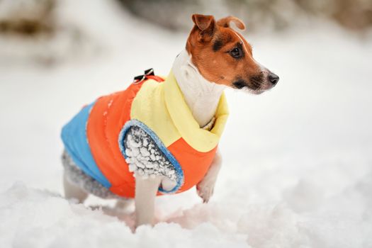 Small Jack Russell terrier dog in bright orange yellow and blue winter jacket standing on snow covered ground.