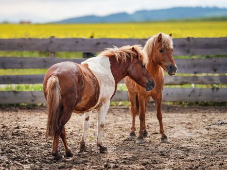Two small brown and white pony horses on muddy ground, blurred yellow field background.