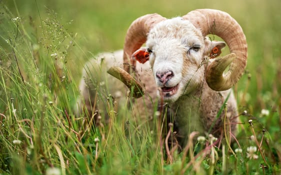 Sheep with twisted horns, mutton Traditional Slovak breed - Original Valaska resting in spring meadow grass.