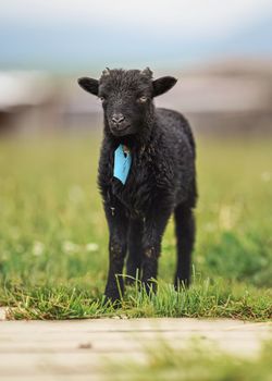 Small black ouessant or Ushant sheep lamb on green spring grass, blue tag on neck.