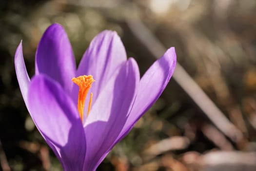 Sun shines on wild purple and yellow iris Crocus heuffelianus discolor flower growing in spring dry grass, closeup macro detail.