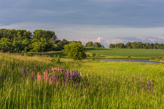 lupines in green field summer daylight landscape