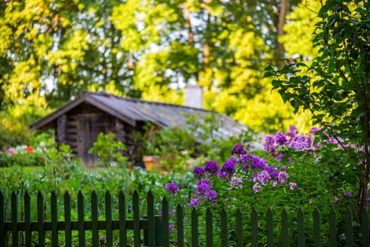 blurry garden background with phlox flowers, green fence  and old barn