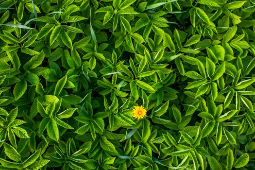 yellow dandelion in goutweed leaves flat background with selective focus