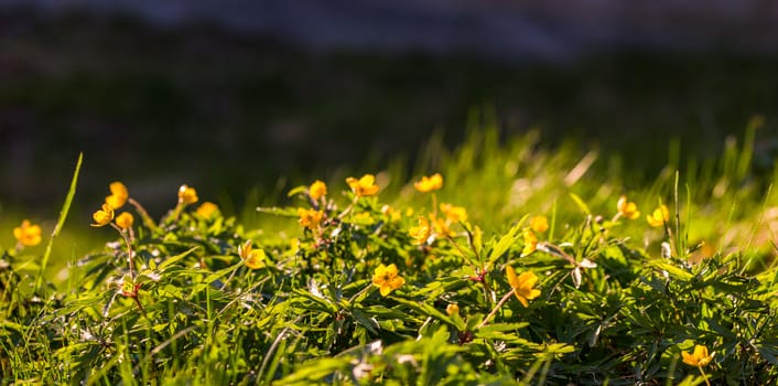 Anemone ranunculoides panoramic background with selective focus and bokeh