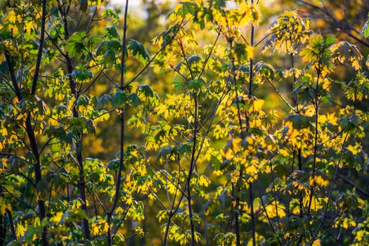 young maple underwood selective focus background in golden sunlight