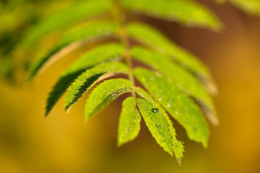 water drop on rowan leaf background with selective focus