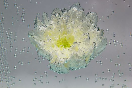 White chrysanthemum coverd by air bubbles underwater on white background