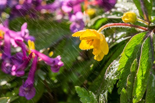 small yellow wild flower under water spray with selective focus