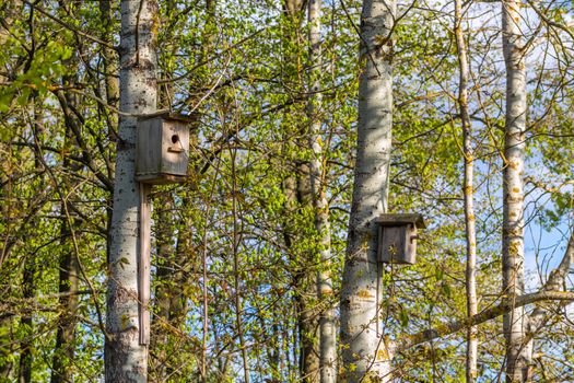 two empty birdhouses on poplar trees in spring daylight with selective focus