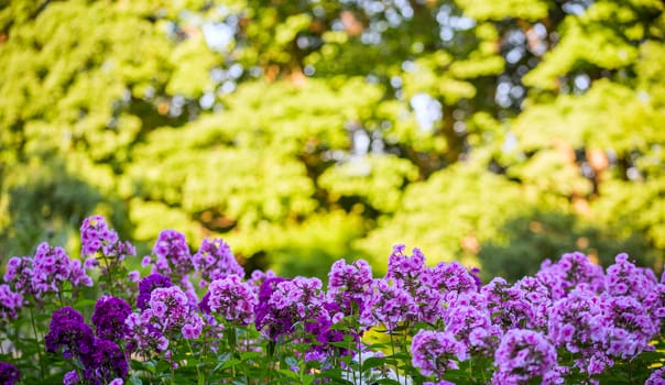 purple phlox flowers horizontal background with selective focus