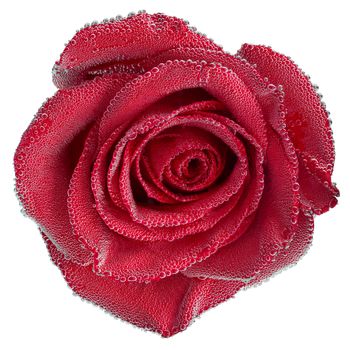 Red rose under air bubbles closeup isolated on white background with selective focus
