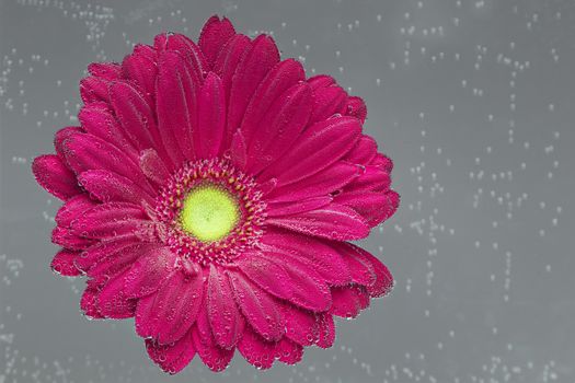 Red Gerbera jamesonii flower underwater with air bubbles on gray background
