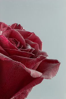 Red rose under air bubbles closeup on gray background