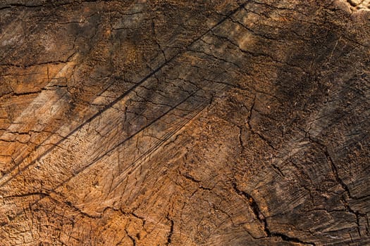 old trunk slice close-up flat dramatic background