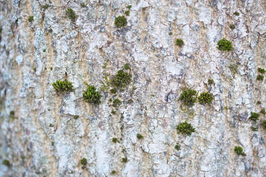 green moss spots on white bark close up background with selective focus
