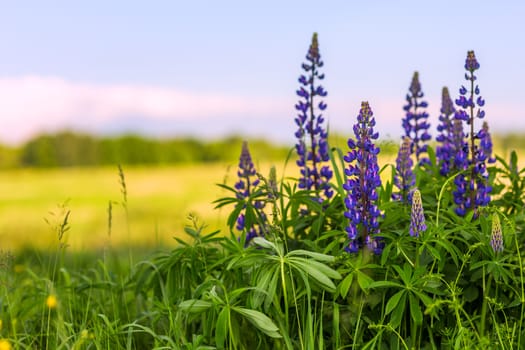 lupines in field with selective focus blurry background